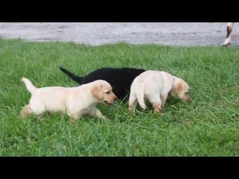 Karma X Caspar Labrador Puppies For Sale