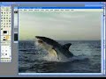 Montage requin blanc