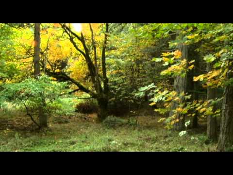 how to treat fungus on japanese maple