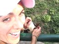 Panda at Zoo