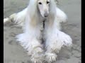 Isabella Afghan Hound on holiday in Cornwall Isabella Afghan Hound on holiday in Cornwall