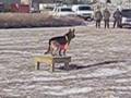 Canine Remote Deployment System -- How to Use