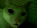 THYSON PUM Y SE TUMBA