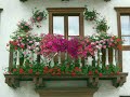 Janelas da vida ...