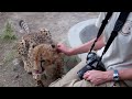 Bonding with Bullet the Cheetah