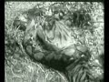 tiger vs python tiger vs python
