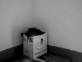 Cat inside the Box