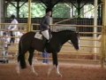 NLF On The Catwalk APHA/JC/AQHA-T