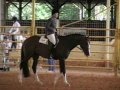 NLF On The Catwalk APHA/JC/AQHA-T