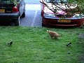 Cat harassed by two magpies Cat harassed by two magpies