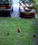 Cat harassed by two magpies