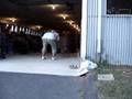 videos de Liberty, 2008 UKC Weight Pull Champion