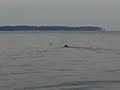 Black lab duck retrieve