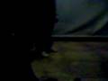 videos de baambole vibe TENTATIVA