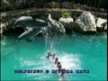 swimming with the dolphins program in Playa del Carmen - Mexico