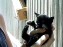 Kitten with two paws II