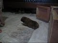 Chowchow Puppies Chowchow Puppies