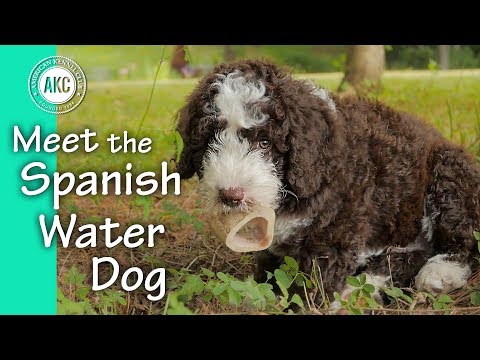 miniature spanish water dog