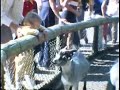 Detroit Children's Zoo 1977