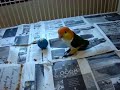 Chickie and babble ball  caique