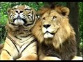 tiger vs lion  a pictures worth a thousand words 
