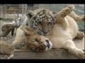 Tiger vs Lion. A pictures worth a thousand words.