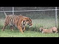 tiger vs lion  a pictures worth a thousand words 