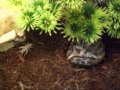 Crickets vs Pacman Frog