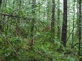Some more Pine Mushrooms