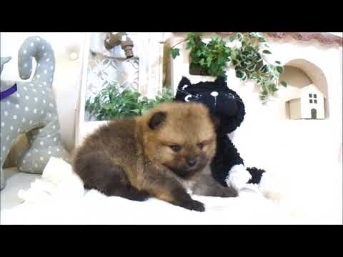 YouTube Preview Image