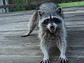 racoon eating