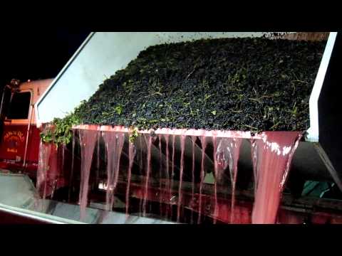 how to harvest wine grapes