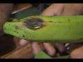 Inspeccio de Banano en Puerto Bolivar