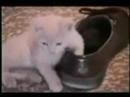 HILARIOUS cat videos!