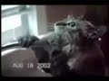 HILARIOUS cat videos!!!!! (u will wet urself laffing!) HILARIOUS cat videos!!!!! (u will wet urself laffing!)