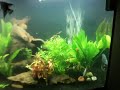 Discus planted tank