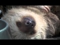 Desafio Adventure Company of Costa Rica - YouTube