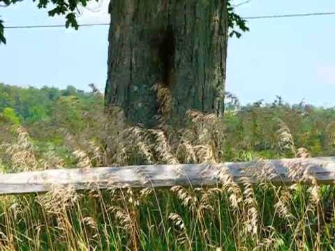 Honey Bee Tree