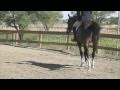 Luke, Hunter for sale in Longmont, CO - YouTube