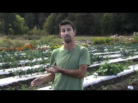 how to harvest garlic seeds