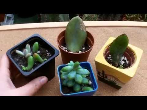 how to grow succulents from a cuttings