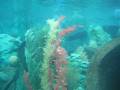videos de Finding Nemo Disneyland 2008-2