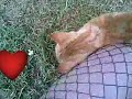 The cool cats