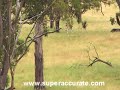 Rabbit Shooting @ 200 - 300m (WITH SOUND) Rabbit Shooting @ 200 - 300m (WITH SOUND)
