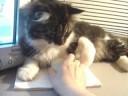 Begging Mega