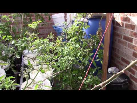 how to ripen tomatoes quickly on the vine
