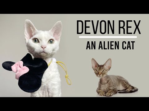 Devon Rex | Everything You Need To Know About Pixie Cats