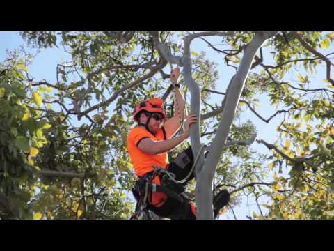 how to care for evergreens