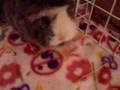 Piggies in their new 2-storey house