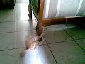 Click here to watch this video mi gato simba enganchado al mueble xD